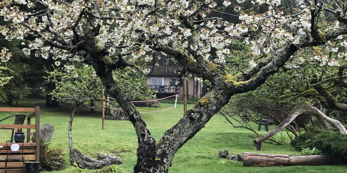 Driftwood Village photo 8