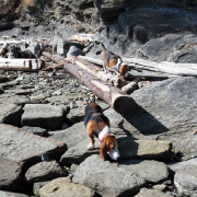 Wind in the Arbutus logo